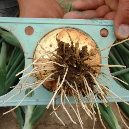 M & L size fresh yellow onions