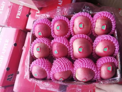 Global Gap Certificated Fresh FUJI Apple