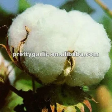 Indian raw cotton S-6