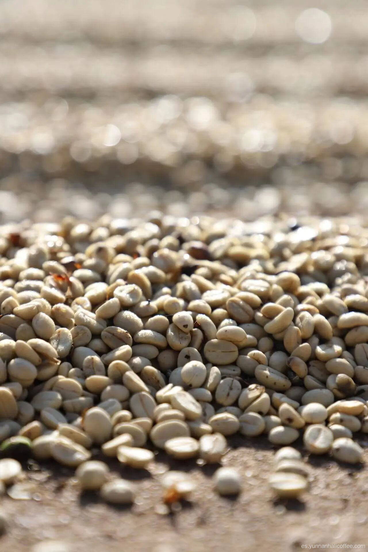 Judías verdes Hali Catimor