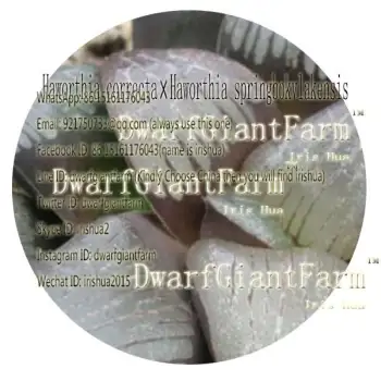 30pcs a set Haworthia correcta Haworthia springbokvlakensis seed 38usd