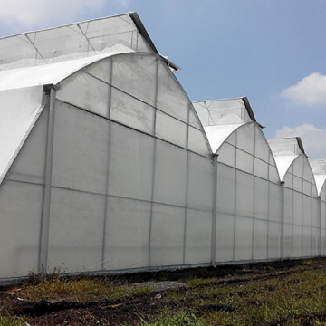 6m/8m/10m Large Multi span Film Greenhouse