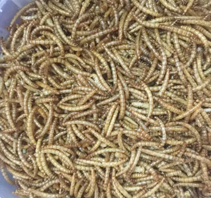 Nutrition Bug: Diverse Insect-Based Pet Foods