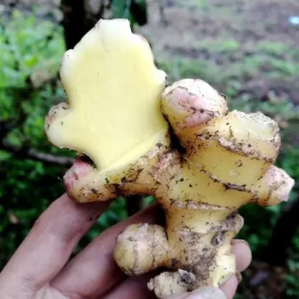 Chinese Fresh Yellow Ginger Root