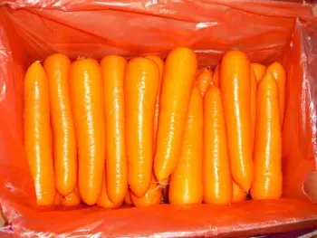 Fresh Shandong best quality Carrot
