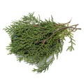 Platycypress leaf extract powder