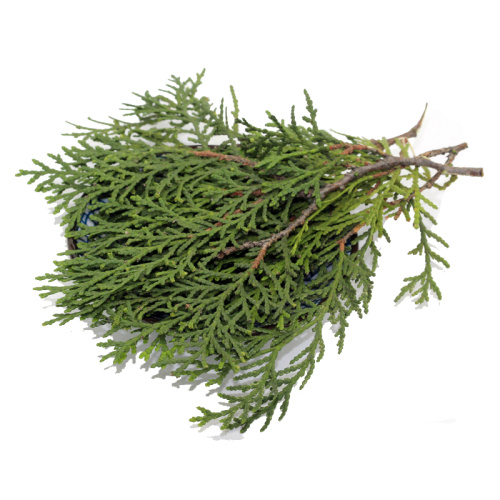 Platycypress leaf extract powder