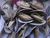 VENERUPIS VARIEGATA FROZEN BABY CLAM WITH SHELL