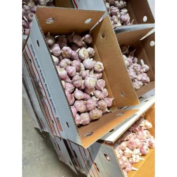 New fresh natural garlic price