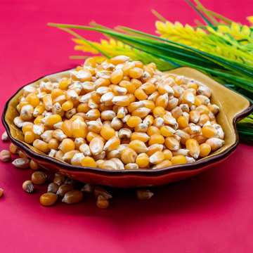 Cost Effective Fresh Corn kernels Whole grains