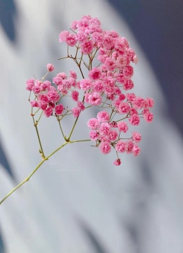 Fresh Pink Baby's Breath Wholesale for Florist