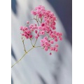 ফুলের জন্য তাজা গোলাপী শিশুর শ্বাস পাইকারি
