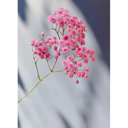 ফুলের জন্য তাজা গোলাপী শিশুর শ্বাস পাইকারি