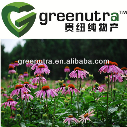 Echinacea Purpurea Root Extract, High Quality Echinacea Purpurea Root