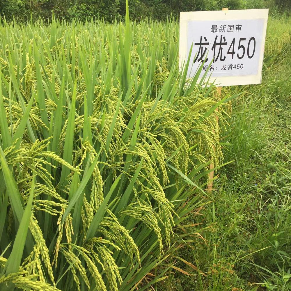 High Quality Rice Seeds