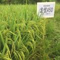 Kualitas tinggi semua biji padi alami