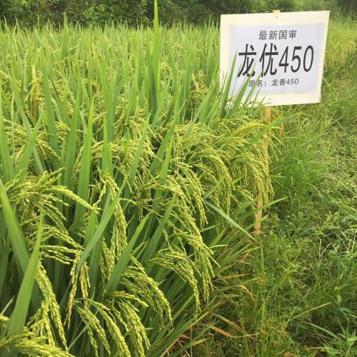 Niet-GMO rijstzaden van hoge kwaliteit