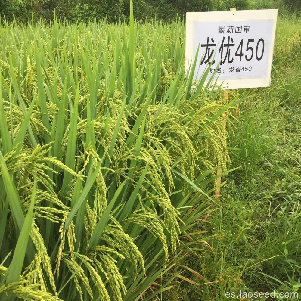 Semillas de arroz sin OGM de alta calidad