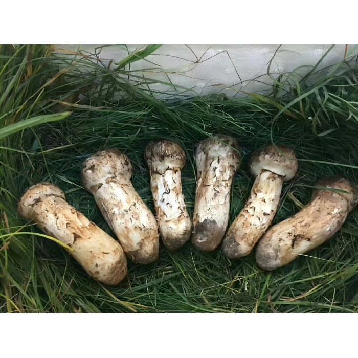 Matsutake, král hub