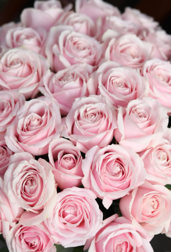 Pink Avalanche Rose