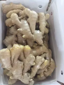 250G Up Air Dry Ginger