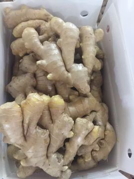250G Up Air Dry Ginger