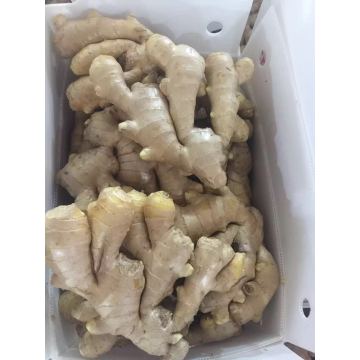 250G Up Air Dry Ginger