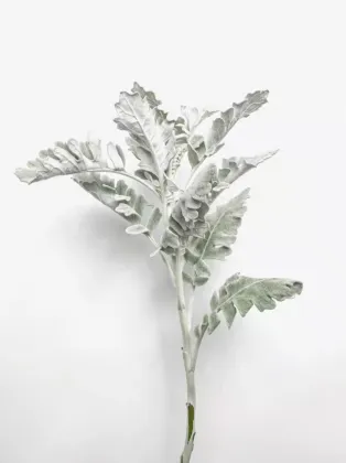 Dusty Miller Premium Greenery Foliage