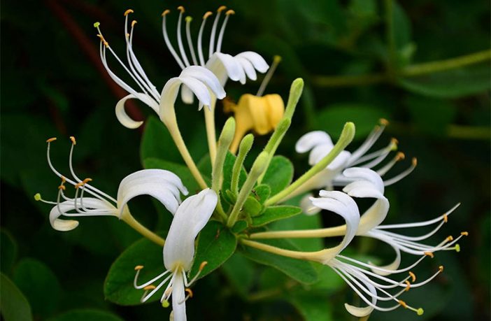 Honeysuckle-Flower-702x459