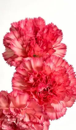 Single headed Carnation flame