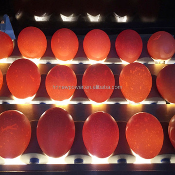Automatic Egg Sorting and Grading Machine: Weighing and Separation for Chicken, Duck, and Goose Eggs