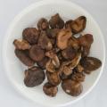 Cendawan shiitake kaleng berkualiti