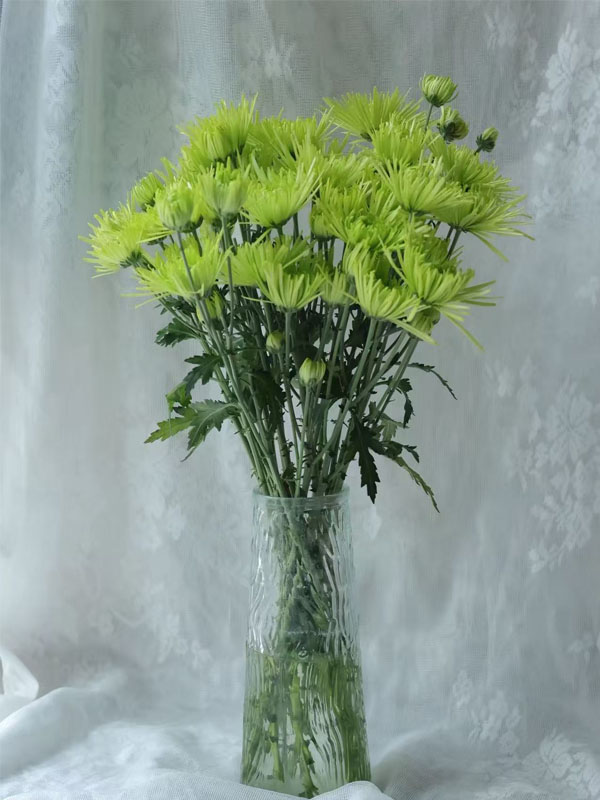 Green Firework chrysanthemum2