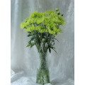 সবুজ আতশবাজি স্প্রে chrysanthemum