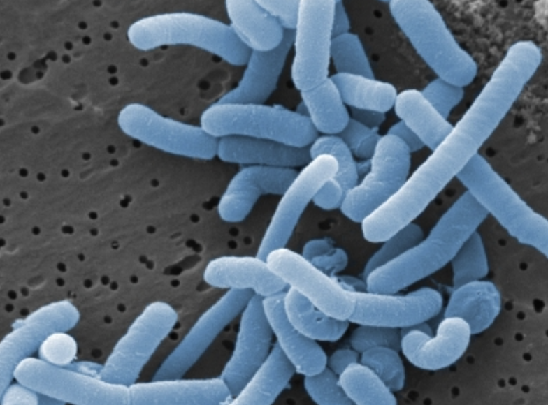 Food Grade Lactobacillus Paracasei