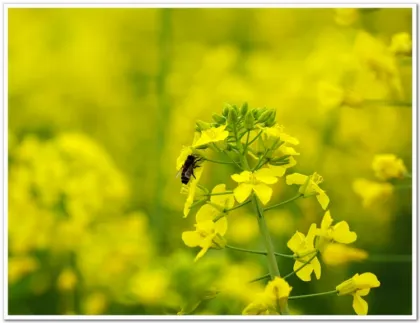 bulk pure rape flower honey on sale