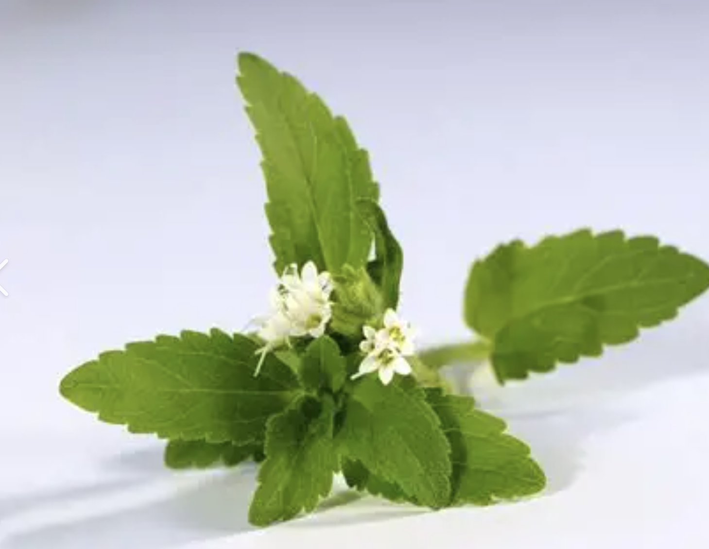 Stevia Leaf Extract Powder