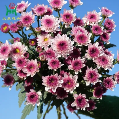 Bruno Multi-Color Spray Mums Flowers