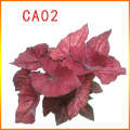 Caladium Plant Flower top selling caladium mix factory Manufactory