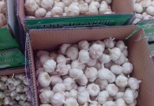 Case Fresh Purple Garlic