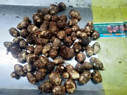 Fresh Taro Manhing Hotseling Taro