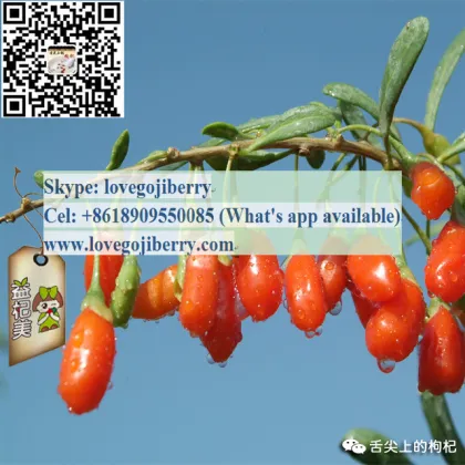 Fresh Organic Goji berry Fruit Juice Powder
