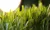 Better than nature football artificial grass