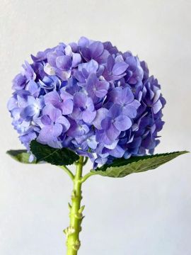 High premium purple single Hydrangea supply for exporting
