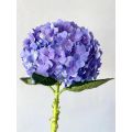 রপ্তানির জন্য উচ্চ প্রিমিয়াম বেগুনি একক Hydrangea সরবরাহ