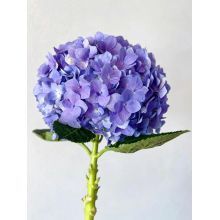 রপ্তানির জন্য উচ্চ প্রিমিয়াম বেগুনি একক Hydrangea সরবরাহ
