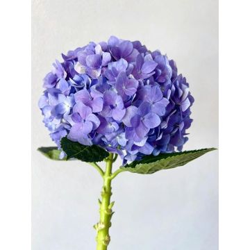 রপ্তানির জন্য উচ্চ প্রিমিয়াম বেগুনি একক Hydrangea সরবরাহ