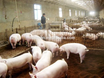 Pig Feed Probiotics