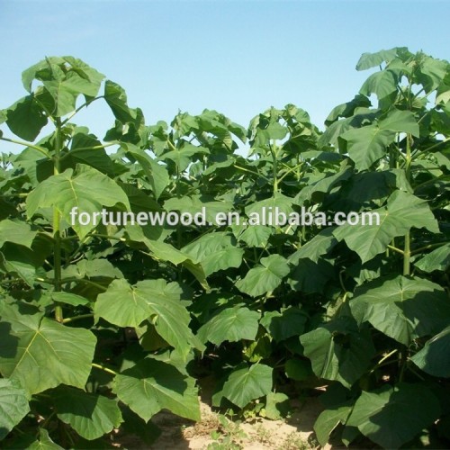 Hottest selling species paulownia 9501 root hybrid