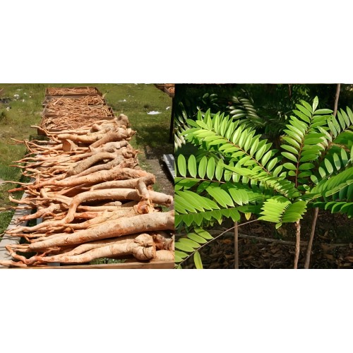 High Quality Natural Tongkat Ali Extract Powder